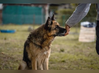 Tina: Traumhund sucht Traumzuhause
