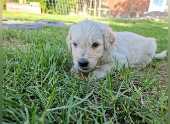 Labradoddle F1