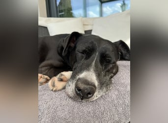 BLANCA ❤️ Sonnenschein Familienhündin, Pflegefamilie Köln