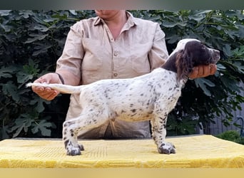 English setter Rüde Welpe