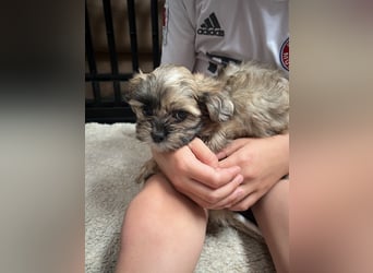 Maltipoo - Welpen - Rüden und Hündin