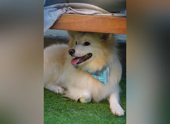 Diego-SR, sucht Familie zum Spielen und Spazieren