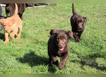 Acht reinrassige Labrador Welpen auf dem Weg in ihr neues Leben...