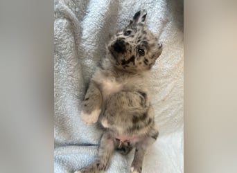 Süße Border Collie -Mudi mix Welpen