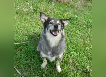 Mischa sucht ein neues Zuhause