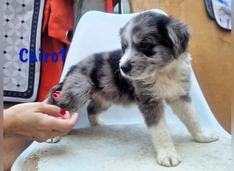 Cairo1 geb. 05/2025 (ESP) - verspielter Border-Collie-Mix Welpe!