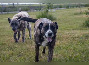 Max, freundlicher Boxer Mischling, geb. 2020