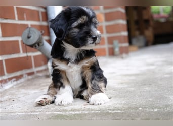 Tibet Terrier Welpen, VDH Papiere, zobel und tricolor