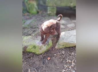 11 putzmuntere Aussiedoodles