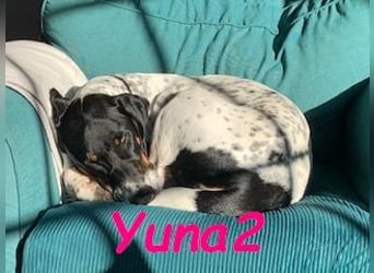 Yuna2 05/2024 (in Deutschland) - menschenbezogene und verschmuste Hündin!