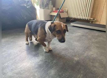 Rocky hat sein Zuhause verloren