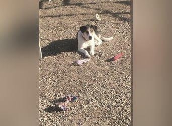 Cleopatra (Cleo) - zum erstenmal ein Zuhause ?