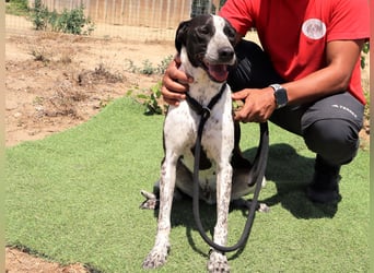 Casimo, Mix Labrador / Pointer, lieb und sozial