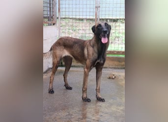 Ria Malinois Schäferhund Mischling Hündin Junghund sucht Zuhause oder Pflegestelle