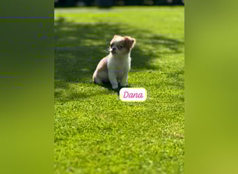 Chihuahua Welpen