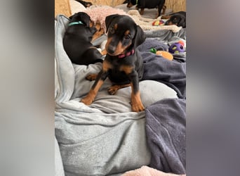 Deutsche Pinscher Welpen