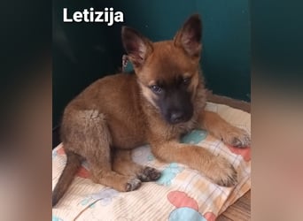 Letizija - Malinois Mix sucht passende Erziehungsberechtigte