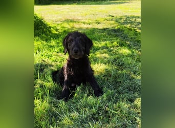 Labradoodle Silver Abgabebereit mit Papieren (Habeicaped)