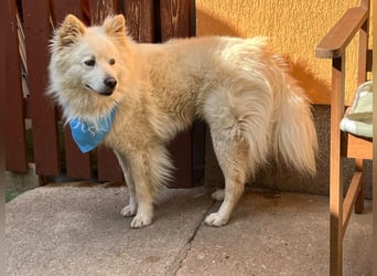 Mishka SR – sanfter Schneebär sucht ruhiges Zuhause