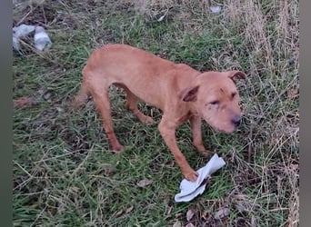 Piti-Mix-Mädchen♥Liv♥ Vermittlung z.B. nach A-CH-B-NL