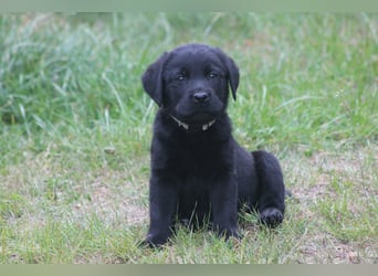 Labrador Welpen