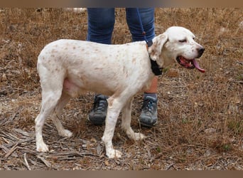 Marcel,  Setter-Mix, lieb und sozial