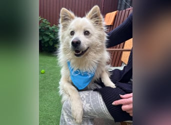 Mishka SR – sanfter Schneebär sucht ruhiges Zuhause