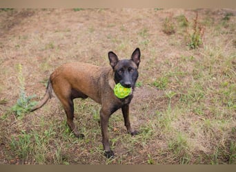 ROMINA - die hübsche Malinois-Hündin sucht ein hundeerfahrenes Zuhause!