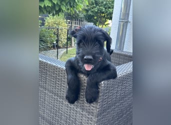 Mittelschnauzer Welpe Rüde