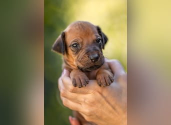 Rhodesian Ridgeback Welpen mit FCI-Ahnentafel