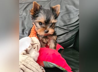 Yorkshire-Terrier Welpen,  reinrassig mit Ahnentafel sofort abgabebereit