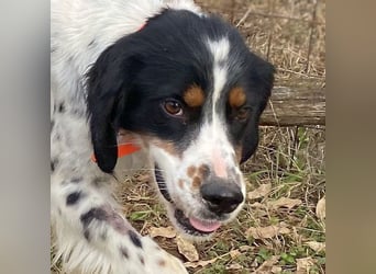 Milo - freundlicher Setter sucht sein Für-immer-Zuhause