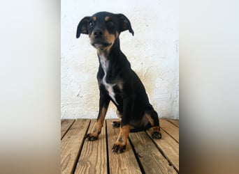 Lana, muss dringend aus dem Tierheim raus
