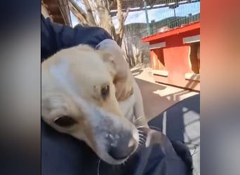 Junghund Boots hat sein Frauchen verloren