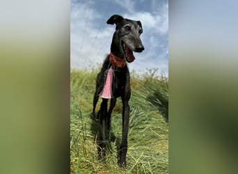 Giria - ängstliche Galga sucht