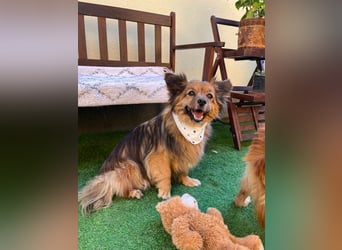 Buddy SR - sanfter Senior sucht liebevolles Gnadenplätzchen