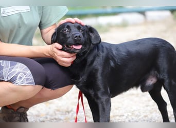 ROCKY - der liebe, aufgeschlossene Rüde kennt das Familienleben und träumt von einem lieben Zuhause