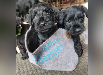 Zwergschnauzer Welpe schwarz Hündin