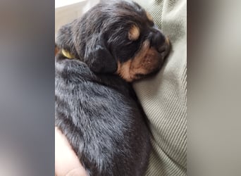 OEB Mix Welpen ideale Familienhunde