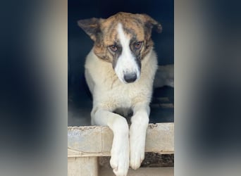 Orini, geb. ca. 07/2021, lebt in GRIECHENLAND, im städt. Tierheim Serres