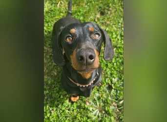Dackel Welpen Black Tan