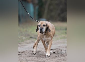 Nadin-VI, sanfte Riesin sucht Gnadenplatz!
