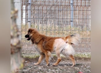 Bömi wurde verletzt aufgefunden und ist nach einer OP auf dem Weg der Besserung !