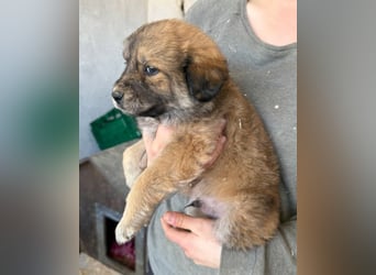 Diego ❤️ süßer, verschmuster Welpenjunge