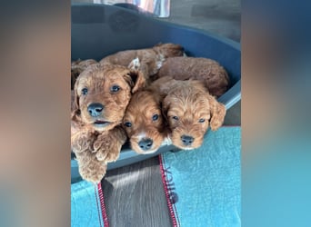 Cockerpoo / Cockapoo Welpen
