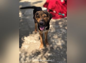 Jutta - unsere kleine Strandprinzessin sucht ihr Für-immer-Zuhause!