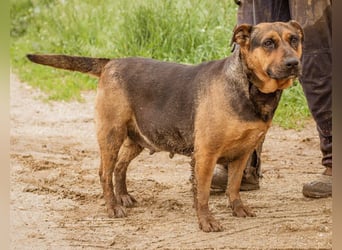 Luna, ebenfalls eine tolle Familienhündin, die noch etwas an ihrer Figur arbeiten muss.
