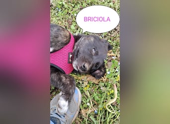 Briciola sucht ihr Zuhause
