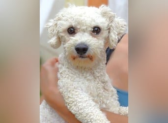 Bilbo, Bichon Frisé Mischling