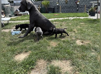 Deutsche Dogge Welpen
